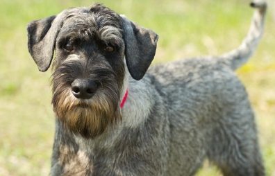 이쪽을 보는 스탠더드 슈나우저.