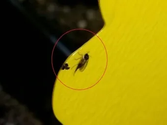 화분 뿌리파리 생기는 원인과 퇴치법 완벽 정리_10