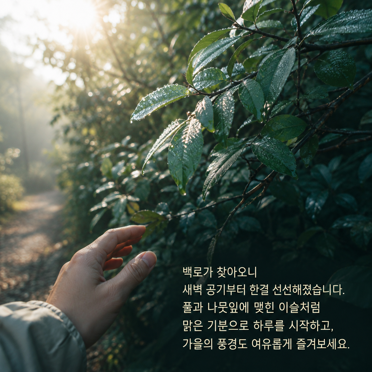 선선한 새벽 공기와 풀잎의 이슬을 전하는 백로 아침 인사말 이미지