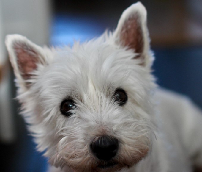 웨스트 하이랜드 화이트 테리어