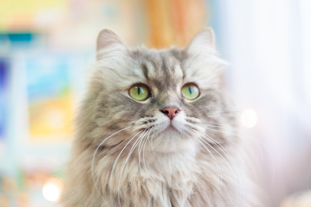 Siberian
