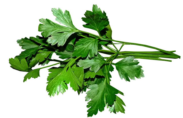 파슬리 재배 반그늘 재배 잎 따기 잦은 수확_8