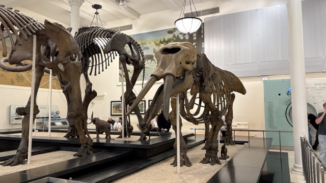 고대 생명의 흔적, 화석의 기록