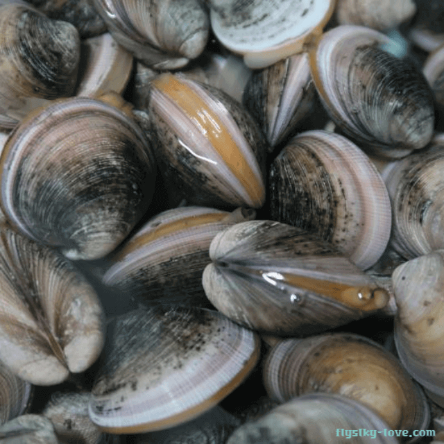 국물 맛이 좋고 타우린 성분이 풍부한 가무락조개(모시조개)