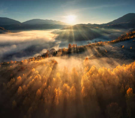 산림청 홈페이지 바로가기 https://www.forest.go.kr/