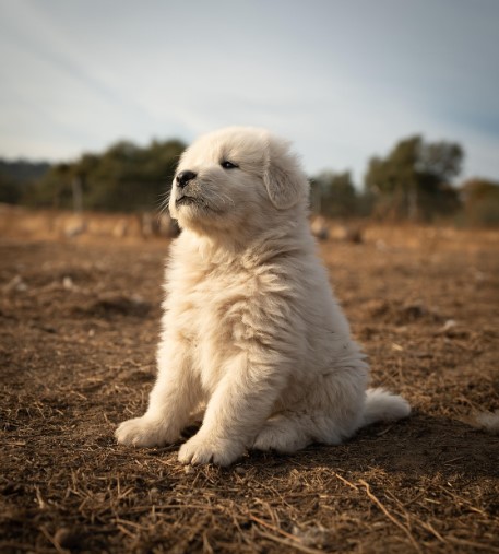 그레이트 피레니즈