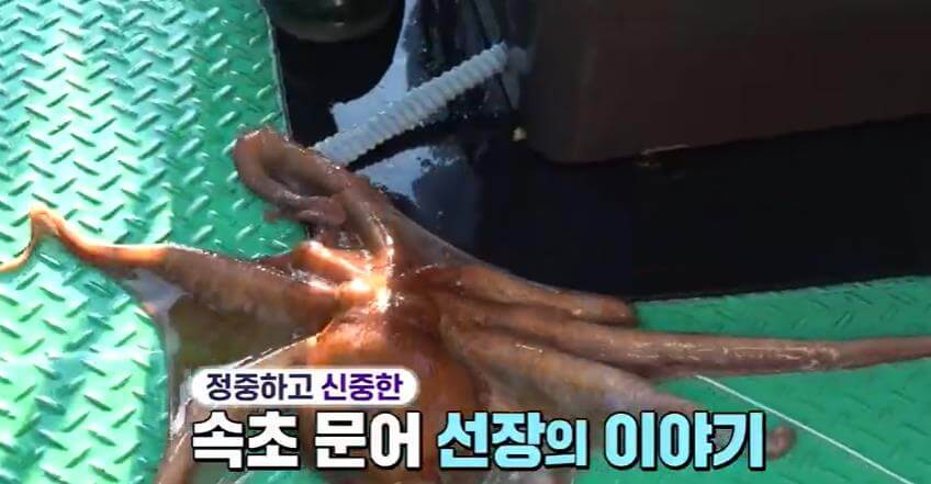 6시내고향-속초-피문어