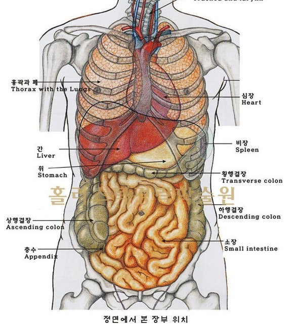 위장 위치 그림