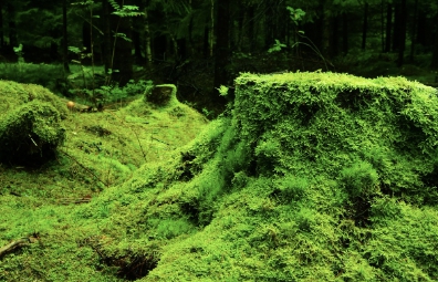 저공해차 스티커 발급