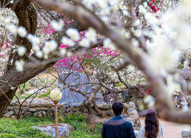 광양 매화축제
