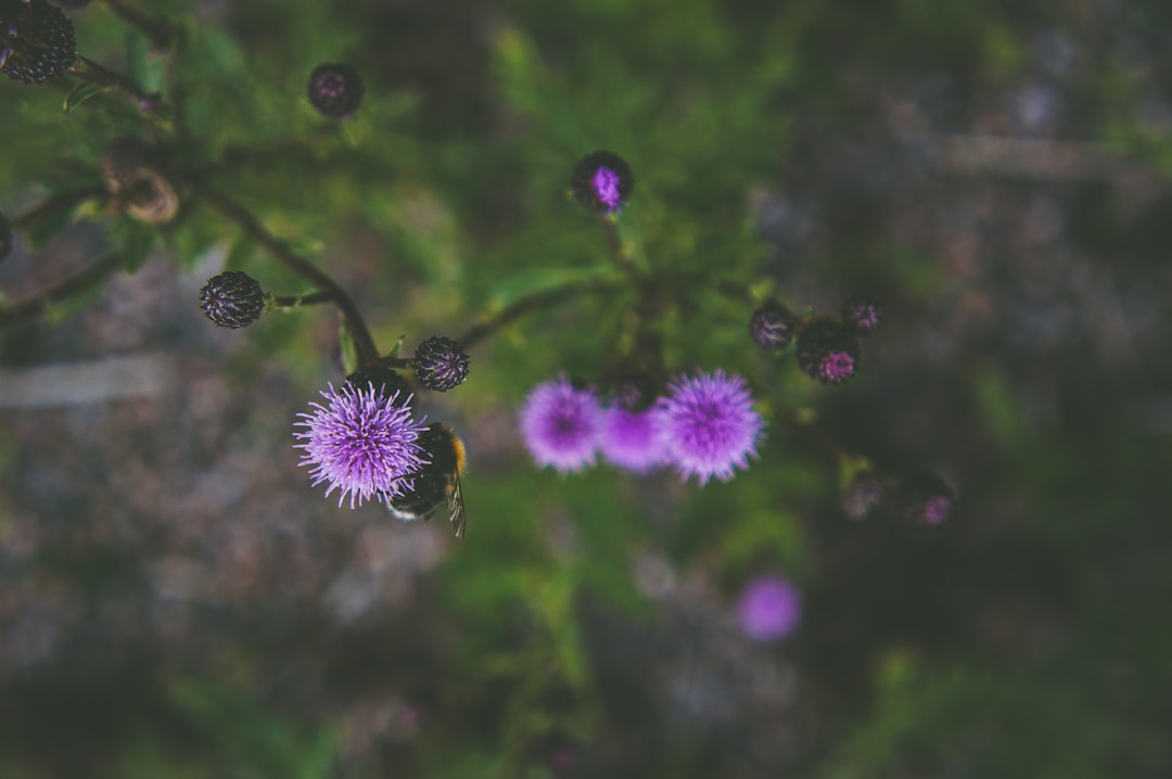Milk Thistle