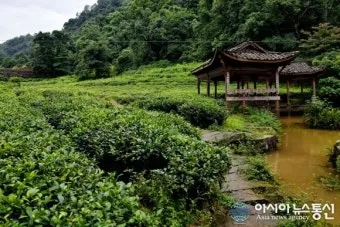 차나무 재배 잎 따기 시기 그늘 재배 향 유지_6