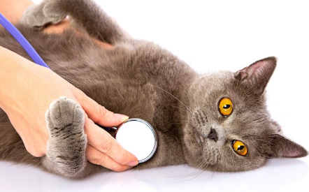 진찰을 받는 고양이.