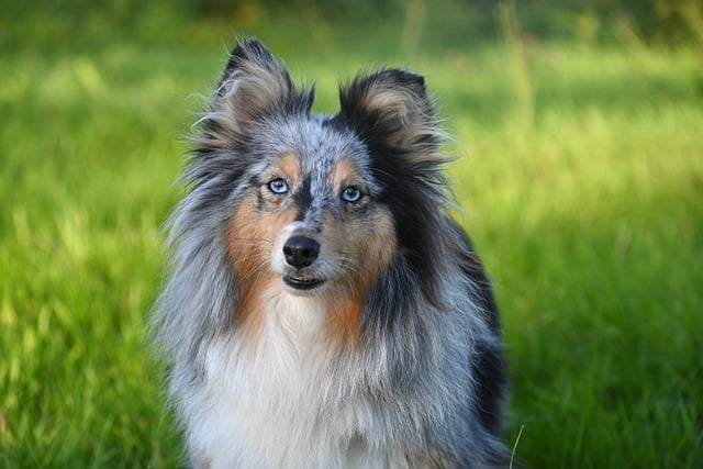 서울숲 재즈페스티벌 2025 펫존 예약방법