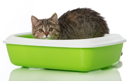 화장실과 고양이.