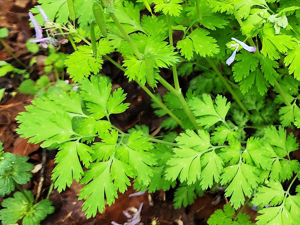 자주괴불주머니