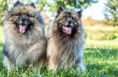 저먼 울프 스피츠.