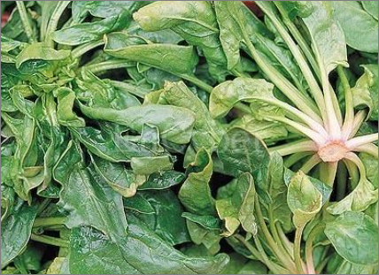 엽산이 풍부한 시금치