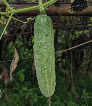 오이 효능 부작용 고르는법 칼로리