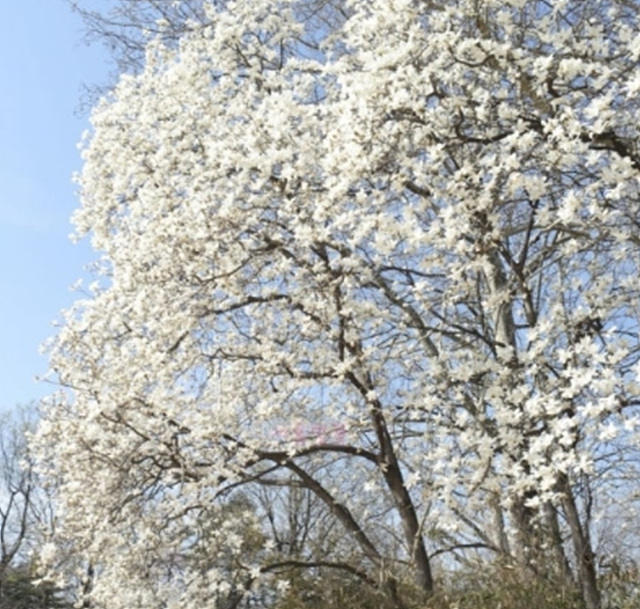 서울 벚꽃 명소 추천 베스트10 여의도 윤중로 석촌호수 서울숲 경희대학교 캠퍼스 남산공원 & 남산도서관 앞 창경궁 양재천 북서울 꿈의숲 안양천 벚꽃길 한성대입구 낙산공원