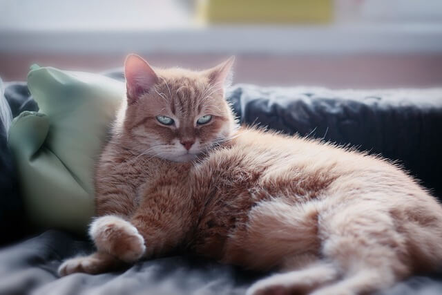 AUTOSAR COMStack 구조 변화와 통신 효율성 개선