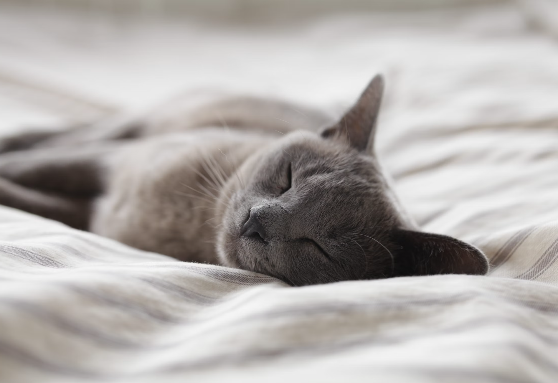 애완동물 치료가 도파민에 미치는 영향