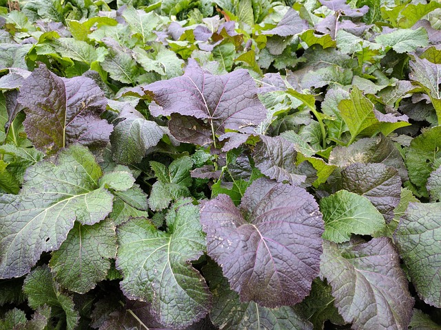 절임배추-20kg-가격-시세-구매