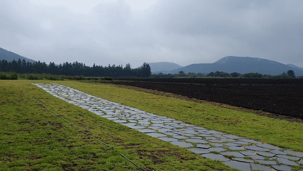 표선 보롬왓 넓은 들판