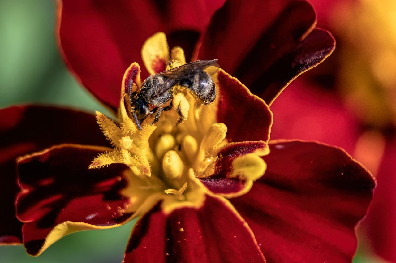 텃밭 토양 미생물 관리법 (유익균 활성화, 유기물 투입, 토양회복 연계)