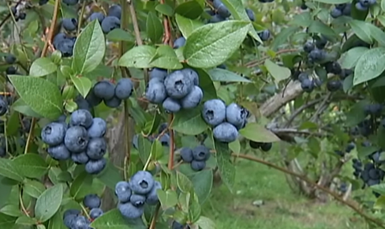 블루베리 효능 부작용