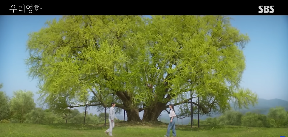 드라마 속 반계리 은행나무 풍경