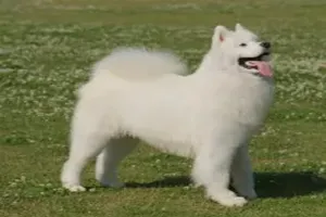 개