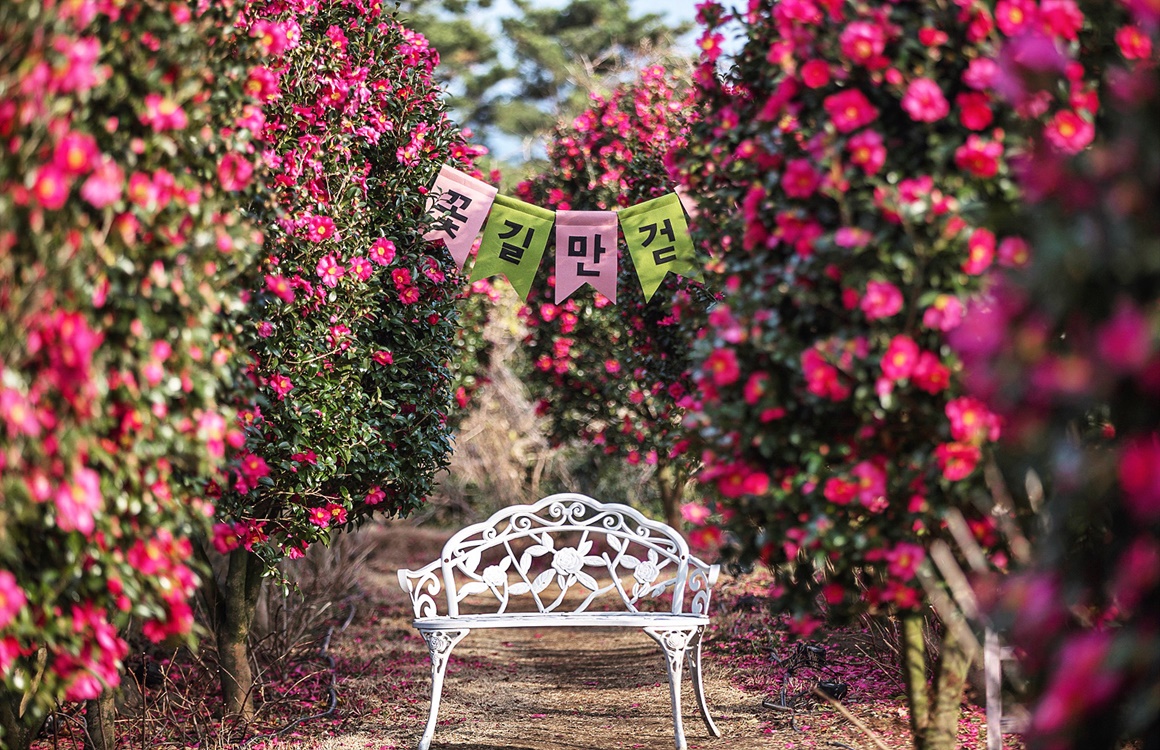 마노르블랑: 동백꽃, 감귤체험, 카페