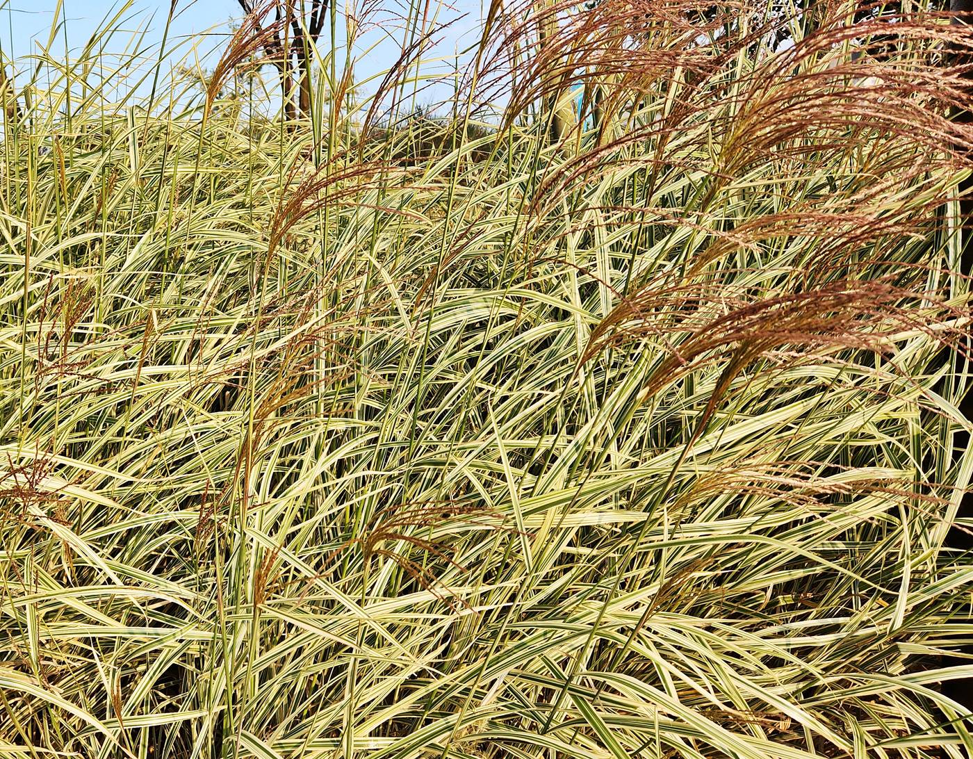 흰줄무늬억새 (참억새 바리에가투스)