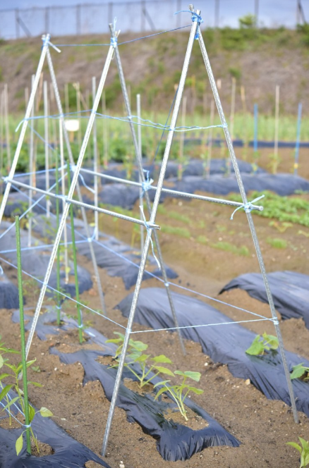 호박 심는시기(단호박, 늙은호박, 애호박모종), 호박모종 심는방법, 호박 키우기 재배부터 수확까지 쉽게 알아보기!