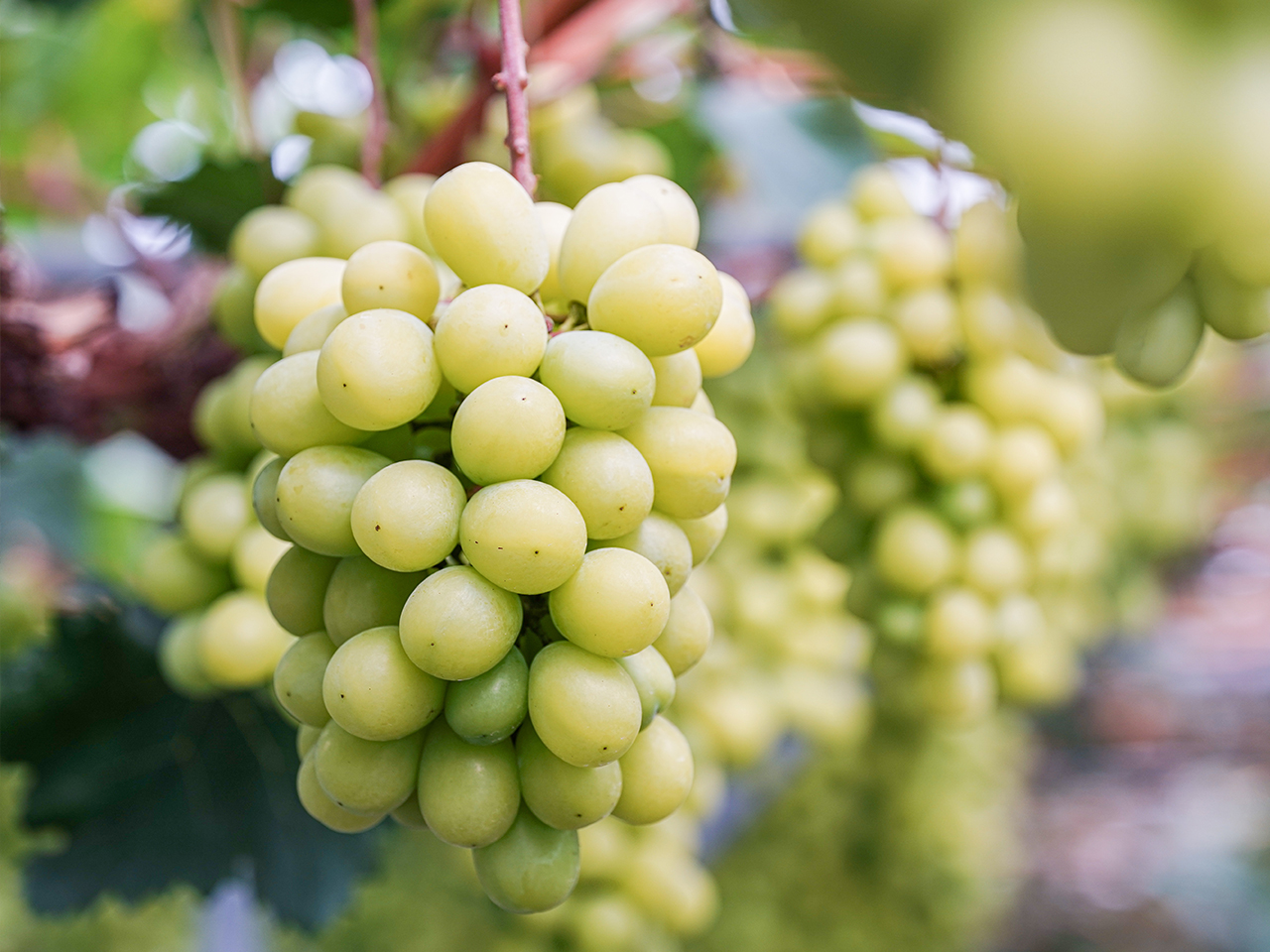 영동 포도축제 2024