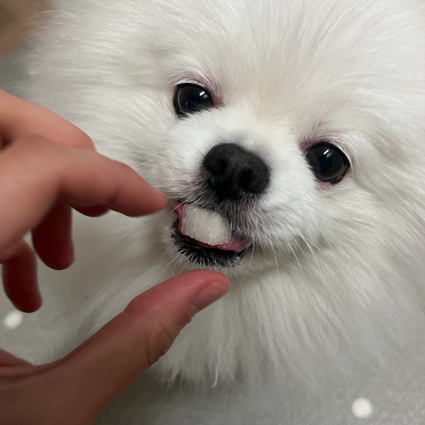 배_먹는_강아지