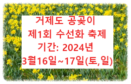 거제도 공곶이 수선화