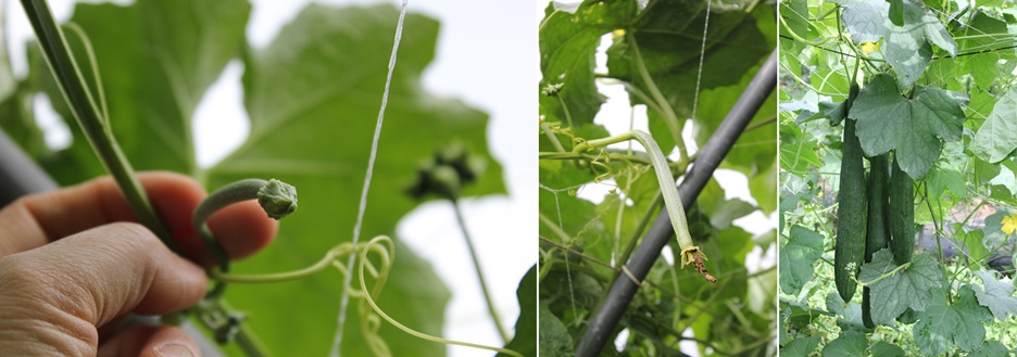 마시기 편한 국산 수세미즙 기침 멈춘 비밀