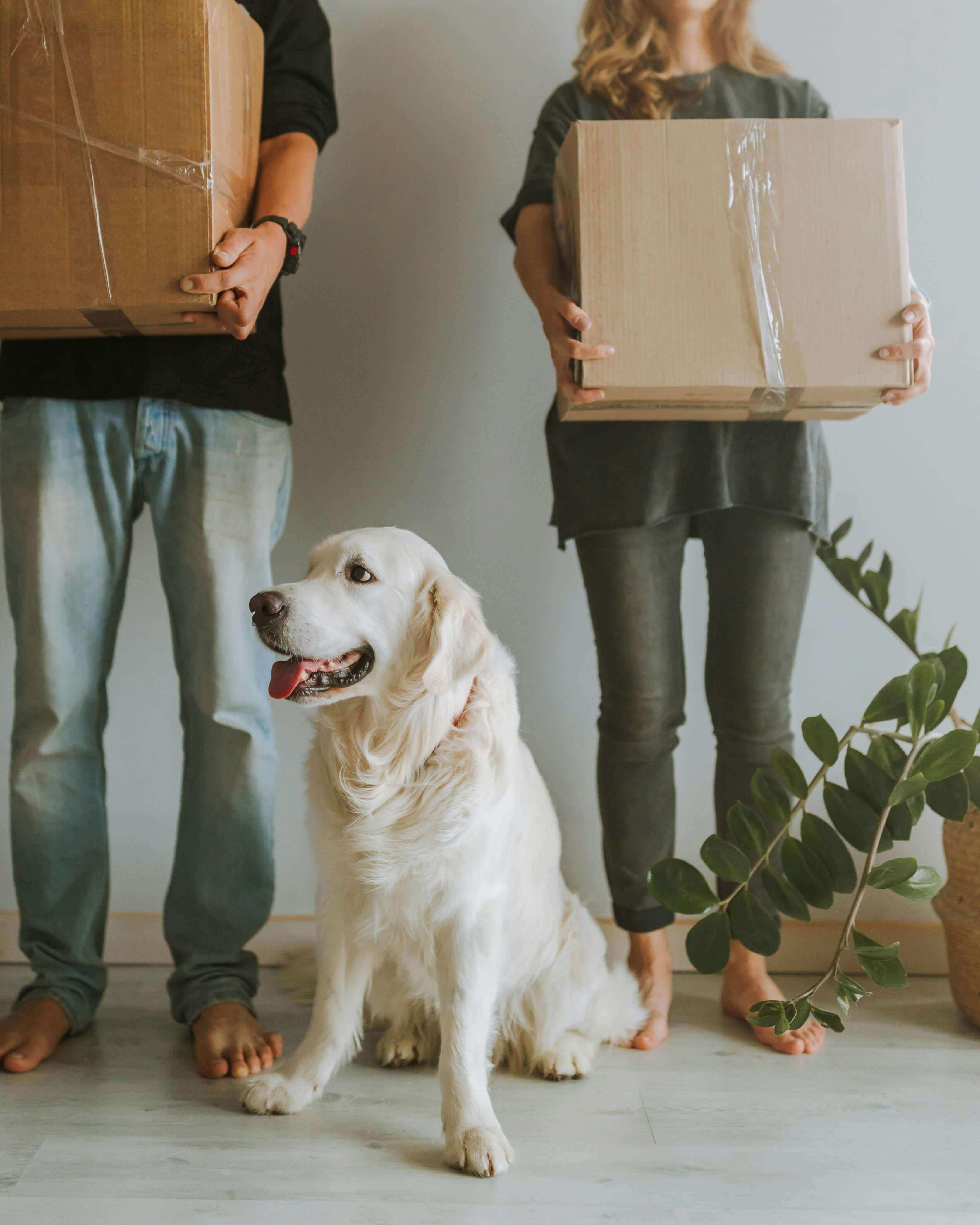 메리츠 vs DB vs 현대 펫보험 비교 (2025판) ┃ 보장&middot;보험료&middot;특약 한눈에 정리