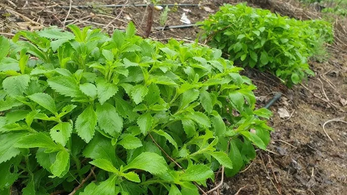 스테비아 재배 삽목 요령 단맛 유지 잎 건조_3