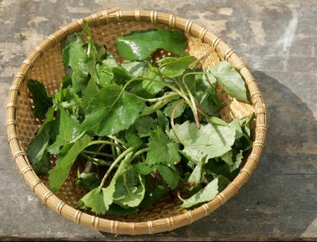 봄나물의-종류와-사진을-소개합니다.-봄나물의-종류로는 냉이-달래-쑥-미나리-취나물-등이-있습니다