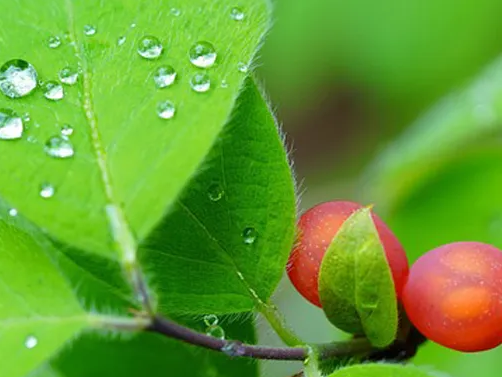 쉬잔드린 성분 오미자