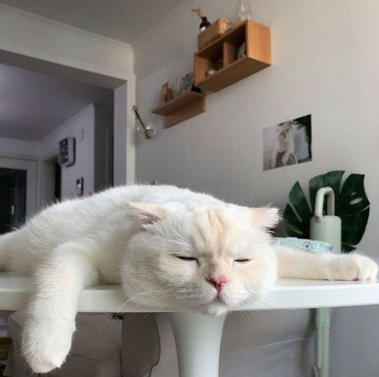 고양이-사진