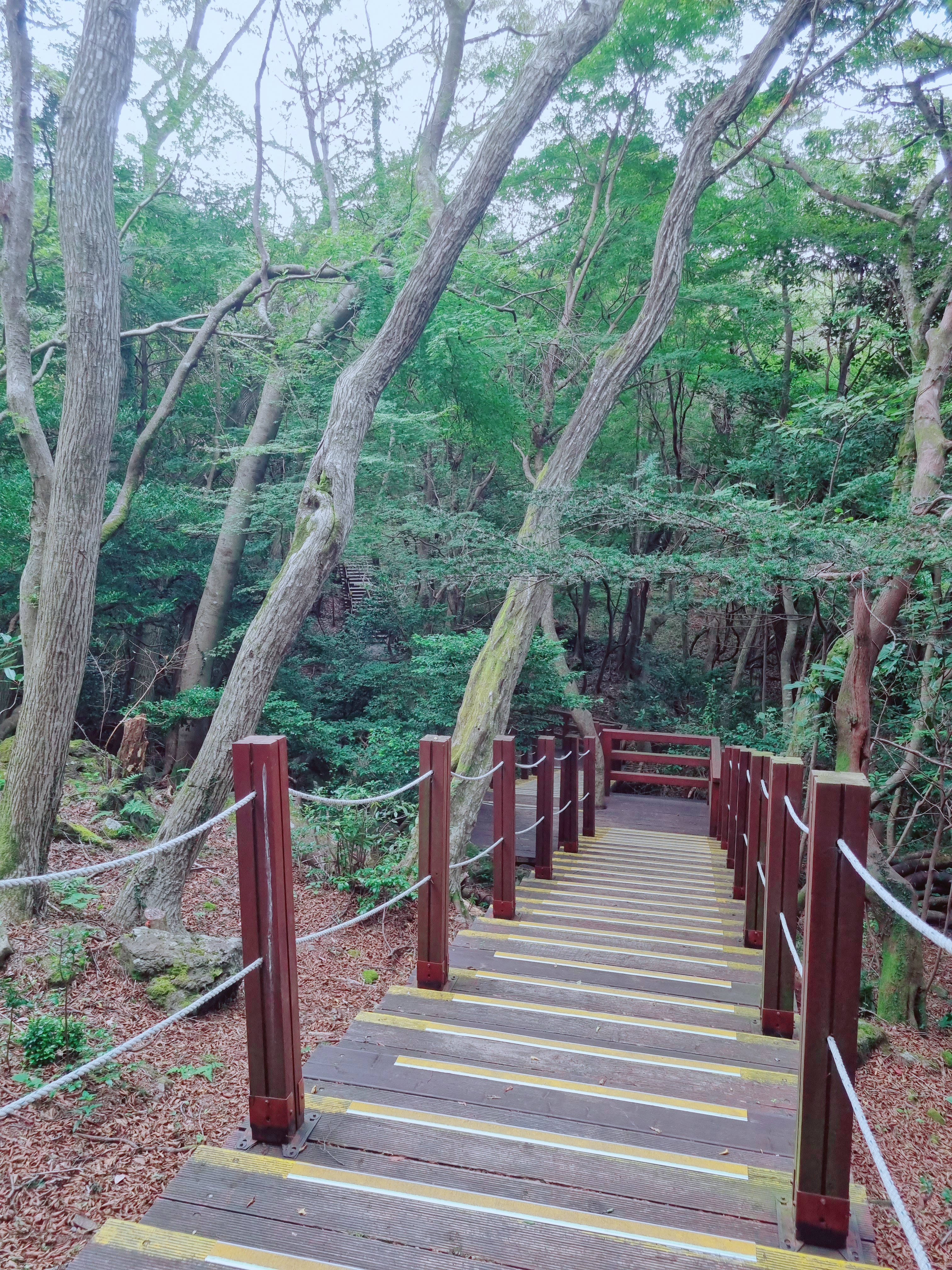 서귀포자연휴양림