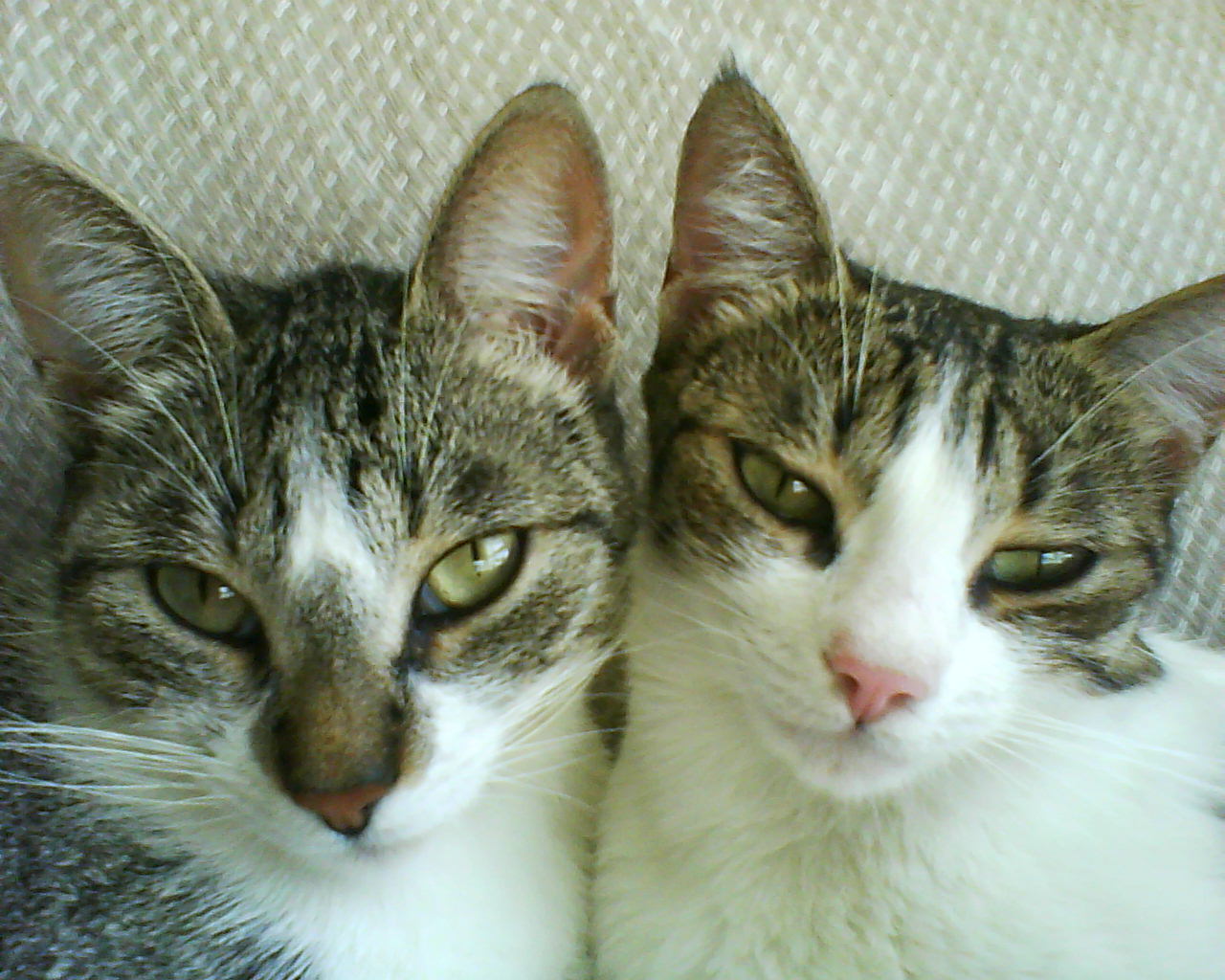 반려묘 친구 만들어 주기