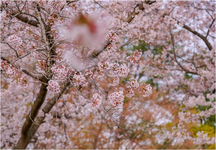 경주-벚꽃-명소