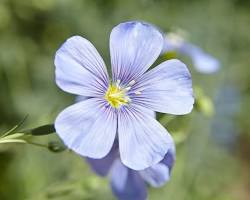 꽃아마 이미지 사진