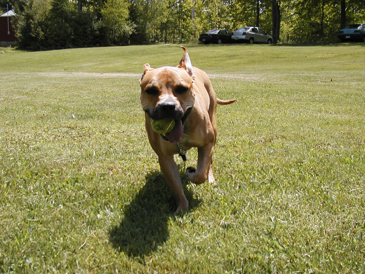 훈련하는 강아지 사진