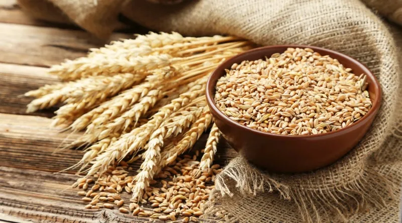 파로 곡물 효능 부작용 먹는 방법_5